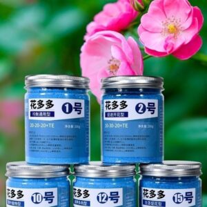Jasmine flower seed